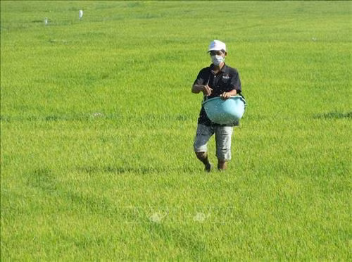 Đồng bào Chăm ở huyện Ninh Phước chăm sóc lúa. Ảnh: Nguyễn Thành - TTXVN