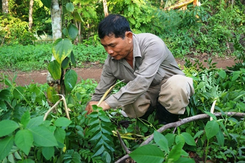Ông Đức đang dọn cỏ quanh trụ tiêu bằng cây gỗ huỳnh đàn. Ông Đức đang dọn cỏ quanh trụ tiêu bằng cây gỗ huỳnh đàn.