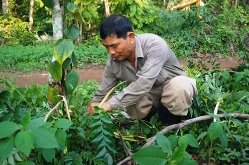 Ông Đức đang dọn cỏ quanh trụ tiêu bằng cây gỗ huỳnh đàn. Ông Đức đang dọn cỏ quanh trụ tiêu bằng cây gỗ huỳnh đàn.