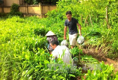 Người dân chuẩn bị cây giống để vận chuyển đến địa điểm trồng rừng. Ảnh: Văn Dũng - TTXVN Người dân chuẩn bị cây giống để vận chuyển đến địa điểm trồng rừng. Ảnh: Văn Dũng - TTXVN