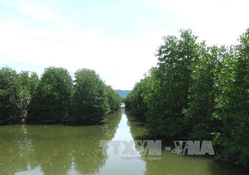 Khu rừng ngập mặn được bảo tồn ở xã Ninh Ích, thị xã Ninh Hòa. Ảnh: Nguyên Lý-TTXVN Khu rừng ngập mặn được bảo tồn ở xã Ninh Ích, thị xã Ninh Hòa. Ảnh: Nguyên Lý-TTXVN