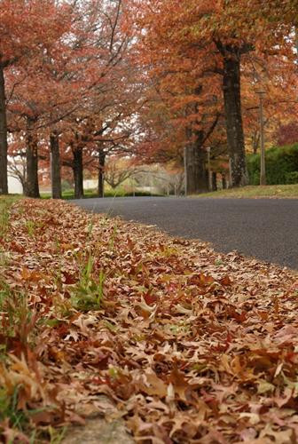 Những hàng cây lá đỏ trải dài thuộc quận Deakin, Canberra. Ảnh: Sao Băng - Pv TTXVN tại Australia Những hàng cây lá đỏ trải dài thuộc quận Deakin, Canberra. Ảnh: Sao Băng - Pv TTXVN tại Australia