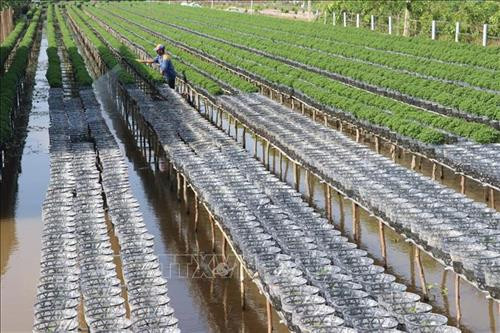 Làng hoa Sa Đéc (Đồng Tháp) tích cực chăm sóc hơn 3 triệu giỏ hoa để kịp nở vào đúng dịp Tết. Ảnh: Nguyễn Văn Trí – TTXVN Phường Tân Quy Đông và xã Tân Khánh Đông (Sa Đéc-Đồng Tháp) có hơn 2.300 hộ sản xuất hoa kiểng các loại. Ảnh: Nguyễn Văn Trí –TTXVN Các hộ trồng hoa ở xã Ninh Phúc (Ninh Bình) gieo trồng chăm sóc hoa vụ Tết. Ảnh: Minh Đức – TTXVN Nông dân tỉnh Quảng Bình tích cực trong các khâu chăm sóc hoa, cây cảnh để kịp phục vụ thị trường Têt. Ảnh: Võ Dung-TTXVN Làng hoa An Lạc (Quảng Trị) có gần 100 hộ tham gia trồng trên 30.000 chậu hoa, trong đó chủ yếu là hoa cúc phục vụ Tết. Ảnh: Nguyên Lý-TTXVN Làng hoa Sa Đéc (Đồng Tháp) tích cực chăm sóc hơn 3 triệu giỏ hoa để kịp nở vào đúng dịp Tết. Ảnh: Nguyễn Văn Trí – TTXVN Phường Tân Quy Đông và xã Tân Khánh Đông (Sa Đéc-Đồng Tháp) có hơn 2.300 hộ sản xuất hoa kiểng các loại. Ảnh: Nguyễn Văn Trí –TTXVN Các hộ trồng hoa ở xã Ninh Phúc (Ninh Bình) gieo trồng chăm sóc hoa vụ Tết. Ảnh: Minh Đức – TTXVN Nông dân tỉnh Quảng Bình tích cực trong các khâu chăm sóc hoa, cây cảnh để kịp phục vụ thị trường Têt. Ảnh: Võ Dung-TTXVN Làng hoa An Lạc (Quảng Trị) có gần 100 hộ tham gia trồng trên 30.000 chậu hoa, trong đó chủ yếu là hoa cúc phục vụ Tết. Ảnh: Nguyên Lý-TTXVN