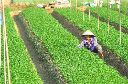 Làng hoa Sa Đéc (Đồng Tháp) tích cực chăm sóc hơn 3 triệu giỏ hoa để kịp nở vào đúng dịp Tết. Ảnh: Nguyễn Văn Trí – TTXVN Phường Tân Quy Đông và xã Tân Khánh Đông (Sa Đéc-Đồng Tháp) có hơn 2.300 hộ sản xuất hoa kiểng các loại. Ảnh: Nguyễn Văn Trí –TTXVN Các hộ trồng hoa ở xã Ninh Phúc (Ninh Bình) gieo trồng chăm sóc hoa vụ Tết. Ảnh: Minh Đức – TTXVN Nông dân tỉnh Quảng Bình tích cực trong các khâu chăm sóc hoa, cây cảnh để kịp phục vụ thị trường Têt. Ảnh: Võ Dung-TTXVN Làng hoa An Lạc (Quảng Trị) có gần 100 hộ tham gia trồng trên 30.000 chậu hoa, trong đó chủ yếu là hoa cúc phục vụ Tết. Ảnh: Nguyên Lý-TTXVN Làng hoa Sa Đéc (Đồng Tháp) tích cực chăm sóc hơn 3 triệu giỏ hoa để kịp nở vào đúng dịp Tết. Ảnh: Nguyễn Văn Trí – TTXVN Phường Tân Quy Đông và xã Tân Khánh Đông (Sa Đéc-Đồng Tháp) có hơn 2.300 hộ sản xuất hoa kiểng các loại. Ảnh: Nguyễn Văn Trí –TTXVN Các hộ trồng hoa ở xã Ninh Phúc (Ninh Bình) gieo trồng chăm sóc hoa vụ Tết. Ảnh: Minh Đức – TTXVN Nông dân tỉnh Quảng Bình tích cực trong các khâu chăm sóc hoa, cây cảnh để kịp phục vụ thị trường Têt. Ảnh: Võ Dung-TTXVN Làng hoa An Lạc (Quảng Trị) có gần 100 hộ tham gia trồng trên 30.000 chậu hoa, trong đó chủ yếu là hoa cúc phục vụ Tết. Ảnh: Nguyên Lý-TTXVN