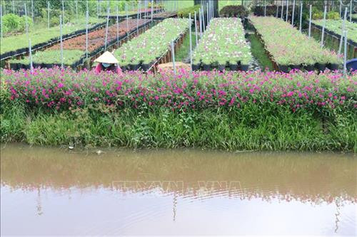 Làng hoa Sa Đéc (Đồng Tháp) tích cực chăm sóc hơn 3 triệu giỏ hoa để kịp nở vào đúng dịp Tết. Ảnh: Nguyễn Văn Trí – TTXVN Phường Tân Quy Đông và xã Tân Khánh Đông (Sa Đéc-Đồng Tháp) có hơn 2.300 hộ sản xuất hoa kiểng các loại. Ảnh: Nguyễn Văn Trí –TTXVN Các hộ trồng hoa ở xã Ninh Phúc (Ninh Bình) gieo trồng chăm sóc hoa vụ Tết. Ảnh: Minh Đức – TTXVN Nông dân tỉnh Quảng Bình tích cực trong các khâu chăm sóc hoa, cây cảnh để kịp phục vụ thị trường Têt. Ảnh: Võ Dung-TTXVN Làng hoa An Lạc (Quảng Trị) có gần 100 hộ tham gia trồng trên 30.000 chậu hoa, trong đó chủ yếu là hoa cúc phục vụ Tết. Ảnh: Nguyên Lý-TTXVN Làng hoa Sa Đéc (Đồng Tháp) tích cực chăm sóc hơn 3 triệu giỏ hoa để kịp nở vào đúng dịp Tết. Ảnh: Nguyễn Văn Trí – TTXVN Phường Tân Quy Đông và xã Tân Khánh Đông (Sa Đéc-Đồng Tháp) có hơn 2.300 hộ sản xuất hoa kiểng các loại. Ảnh: Nguyễn Văn Trí –TTXVN Các hộ trồng hoa ở xã Ninh Phúc (Ninh Bình) gieo trồng chăm sóc hoa vụ Tết. Ảnh: Minh Đức – TTXVN Nông dân tỉnh Quảng Bình tích cực trong các khâu chăm sóc hoa, cây cảnh để kịp phục vụ thị trường Têt. Ảnh: Võ Dung-TTXVN Làng hoa An Lạc (Quảng Trị) có gần 100 hộ tham gia trồng trên 30.000 chậu hoa, trong đó chủ yếu là hoa cúc phục vụ Tết. Ảnh: Nguyên Lý-TTXVN