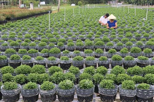 Làng hoa Sa Đéc (Đồng Tháp) tích cực chăm sóc hơn 3 triệu giỏ hoa để kịp nở vào đúng dịp Tết. Ảnh: Nguyễn Văn Trí – TTXVN Phường Tân Quy Đông và xã Tân Khánh Đông (Sa Đéc-Đồng Tháp) có hơn 2.300 hộ sản xuất hoa kiểng các loại. Ảnh: Nguyễn Văn Trí –TTXVN Các hộ trồng hoa ở xã Ninh Phúc (Ninh Bình) gieo trồng chăm sóc hoa vụ Tết. Ảnh: Minh Đức – TTXVN Nông dân tỉnh Quảng Bình tích cực trong các khâu chăm sóc hoa, cây cảnh để kịp phục vụ thị trường Têt. Ảnh: Võ Dung-TTXVN Làng hoa An Lạc (Quảng Trị) có gần 100 hộ tham gia trồng trên 30.000 chậu hoa, trong đó chủ yếu là hoa cúc phục vụ Tết. Ảnh: Nguyên Lý-TTXVN Làng hoa Sa Đéc (Đồng Tháp) tích cực chăm sóc hơn 3 triệu giỏ hoa để kịp nở vào đúng dịp Tết. Ảnh: Nguyễn Văn Trí – TTXVN Phường Tân Quy Đông và xã Tân Khánh Đông (Sa Đéc-Đồng Tháp) có hơn 2.300 hộ sản xuất hoa kiểng các loại. Ảnh: Nguyễn Văn Trí –TTXVN Các hộ trồng hoa ở xã Ninh Phúc (Ninh Bình) gieo trồng chăm sóc hoa vụ Tết. Ảnh: Minh Đức – TTXVN Nông dân tỉnh Quảng Bình tích cực trong các khâu chăm sóc hoa, cây cảnh để kịp phục vụ thị trường Têt. Ảnh: Võ Dung-TTXVN Làng hoa An Lạc (Quảng Trị) có gần 100 hộ tham gia trồng trên 30.000 chậu hoa, trong đó chủ yếu là hoa cúc phục vụ Tết. Ảnh: Nguyên Lý-TTXVN