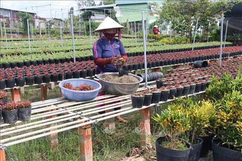 Làng hoa Sa Đéc (Đồng Tháp) tích cực chăm sóc hơn 3 triệu giỏ hoa để kịp nở vào đúng dịp Tết. Ảnh: Nguyễn Văn Trí – TTXVN Phường Tân Quy Đông và xã Tân Khánh Đông (Sa Đéc-Đồng Tháp) có hơn 2.300 hộ sản xuất hoa kiểng các loại. Ảnh: Nguyễn Văn Trí –TTXVN Các hộ trồng hoa ở xã Ninh Phúc (Ninh Bình) gieo trồng chăm sóc hoa vụ Tết. Ảnh: Minh Đức – TTXVN Nông dân tỉnh Quảng Bình tích cực trong các khâu chăm sóc hoa, cây cảnh để kịp phục vụ thị trường Têt. Ảnh: Võ Dung-TTXVN Làng hoa An Lạc (Quảng Trị) có gần 100 hộ tham gia trồng trên 30.000 chậu hoa, trong đó chủ yếu là hoa cúc phục vụ Tết. Ảnh: Nguyên Lý-TTXVN Làng hoa Sa Đéc (Đồng Tháp) tích cực chăm sóc hơn 3 triệu giỏ hoa để kịp nở vào đúng dịp Tết. Ảnh: Nguyễn Văn Trí – TTXVN Phường Tân Quy Đông và xã Tân Khánh Đông (Sa Đéc-Đồng Tháp) có hơn 2.300 hộ sản xuất hoa kiểng các loại. Ảnh: Nguyễn Văn Trí –TTXVN Các hộ trồng hoa ở xã Ninh Phúc (Ninh Bình) gieo trồng chăm sóc hoa vụ Tết. Ảnh: Minh Đức – TTXVN Nông dân tỉnh Quảng Bình tích cực trong các khâu chăm sóc hoa, cây cảnh để kịp phục vụ thị trường Têt. Ảnh: Võ Dung-TTXVN Làng hoa An Lạc (Quảng Trị) có gần 100 hộ tham gia trồng trên 30.000 chậu hoa, trong đó chủ yếu là hoa cúc phục vụ Tết. Ảnh: Nguyên Lý-TTXVN