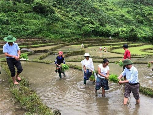 Cán bộ xã Phong Dụ Thượng cấy cùng đồng bào Mông. Ảnh: TTXVN phát Cán bộ xã Phong Dụ Thượng cấy cùng đồng bào Mông. Ảnh: TTXVN phát