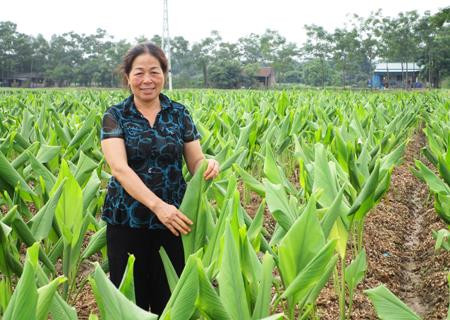 Nghệ vàng trồng ở xã Chí Tân (Khoái Châu). Ảnh: nguồn baohungyen.vn
