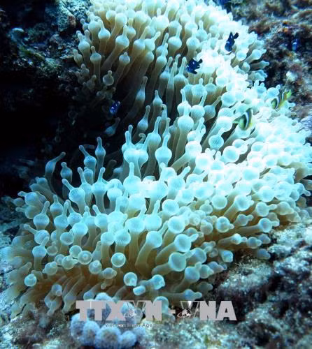 Những rạn san hô với hình thù đẹp mắt tại cổng Tò Vò dưới nước. Ảnh: Phước Ngọc-TTXVN Những rạn san hô với hình thù đẹp mắt tại cổng Tò Vò dưới nước. Ảnh: Phước Ngọc-TTXVN