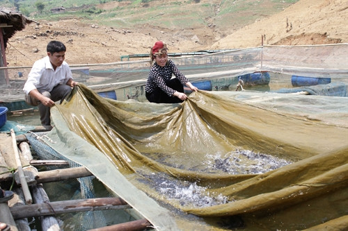Người dân xã Chiềng Bằng, huyện Quỳnh Nhai thu hoạch cá nuôi trong lòng hồ Người dân xã Chiềng Bằng, huyện Quỳnh Nhai thu hoạch cá nuôi trong lòng hồ