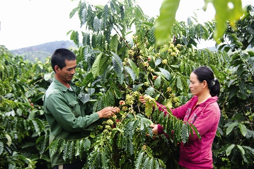 Cà phê - cây xóa đói giảm nghèo ở các tỉnh Tây Nguyên. Ảnh: Đặng Tuấn - TTXVN Cà phê - cây xóa đói giảm nghèo ở các tỉnh Tây Nguyên. Ảnh: Đặng Tuấn - TTXVN
