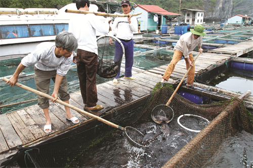 Một khu nuôi trồng thủy sản ở đảo Ngọc