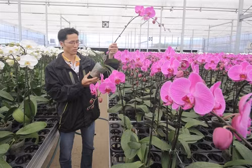 Trồng hoa lan hồ điệp công nghệ cao để xuất khẩu sang châu Âu tại huyện Đức Trọng (Lâm Đồng). Ảnh: Nguyễn Dũng - TTXVN