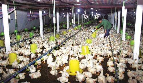 Chăn nuôi đươc Ba Vì xác định là mũi nhọn trong phát triển kinh tế