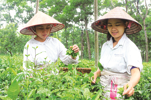 Cây chè là thế mạnh của Ba Vì