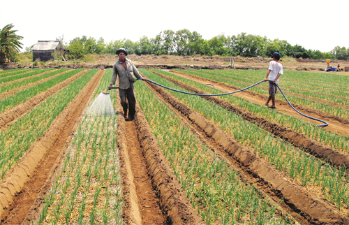 Tưới nước để đảm bảo độ ẩm cho hành phát triển trong thời tiết nắng nóng
