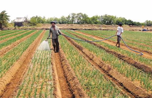 Tưới nước để đảm bảo độ ẩm cho hành phát triển trong thời tiết nắng nóng