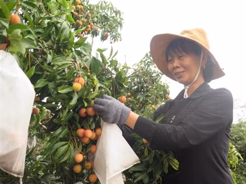 Niềm vui của người trồng vải thiều ở Hải Dương khi lần đầu tiên có sản phẩm xuất khẩu sang thị trường Hoa Kỳ. Ảnh: Mạnh Minh- TTXVN