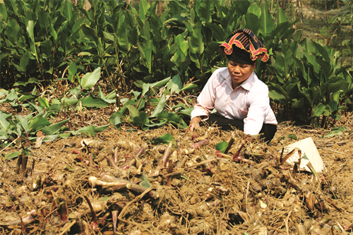 Thu hoạch dong riềng