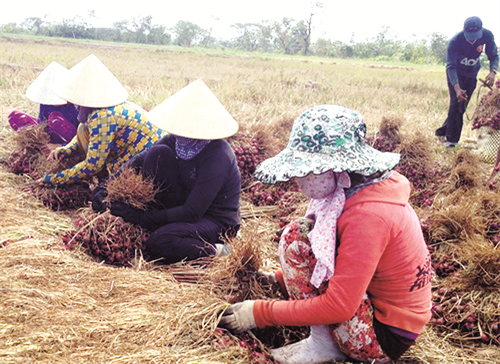 Phân loại hành trước khi tiêu thụ