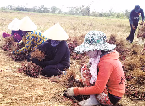 Phân loại hành trước khi tiêu thụ