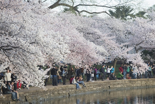 Người dân thủ đô Washington, Mỹ thưởng ngoạn vẻ đẹp của hoa anh đào. Ảnh: AFP-TTXVN Người dân thủ đô Washington, Mỹ thưởng ngoạn vẻ đẹp của hoa anh đào. Ảnh: AFP-TTXVN
