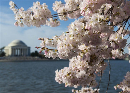 Hoa anh đào nở rộ tại khu vực Tidal Basin ở thủ đô Washington, Mỹ ngày 11/4. Ảnh: AFP-TTXVN Hoa anh đào nở rộ tại khu vực Tidal Basin ở thủ đô Washington, Mỹ ngày 11/4. Ảnh: AFP-TTXVN