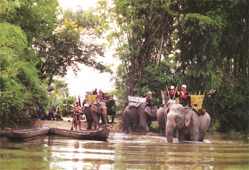 Voi là động vật gần gũi với người Ê đê ở Tây Nguyên