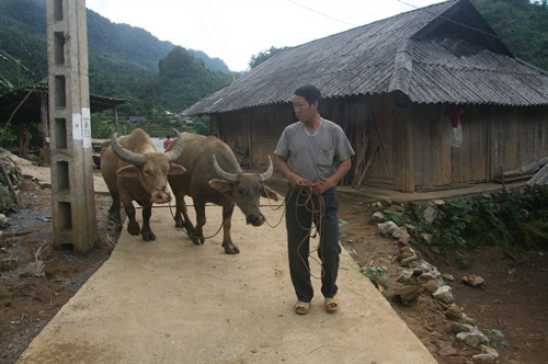 Phát triển trồng trọt gắn với chăn nuôi, gia đình trưởng bản Chang A Kỷ luôn là tấm gương để dân bản làm theo