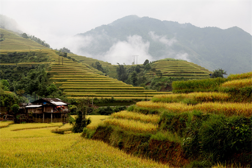 Ruộng bậc thang ở Tây Bác. Ảnh: TTXVN