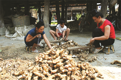 Củ dong riềng làm thức ăn chăn nuôi rất tốt