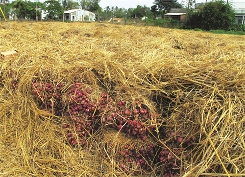 Hành được thu hoạch đúng thời điểm sẽ cho chất lượng củ tốt