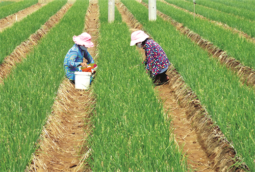 Bà con cần kiểm tra luống hành thường xuyên để kịp thời phát hiện bệnh dại