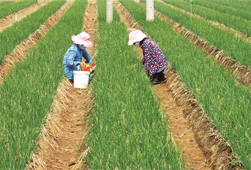 Bà con cần kiểm tra luống hành thường xuyên để kịp thời phát hiện bệnh dại