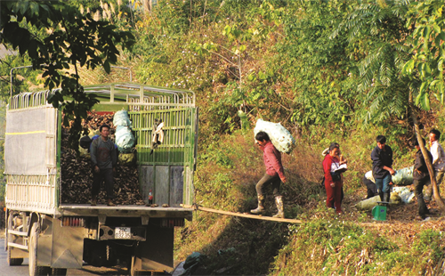 Dong riềng là cây trồng cho hiệu quả kinh tế cao, dễ tiêu thụ Dong riềng là cây trồng cho hiệu quả kinh tế cao, dễ tiêu thụ