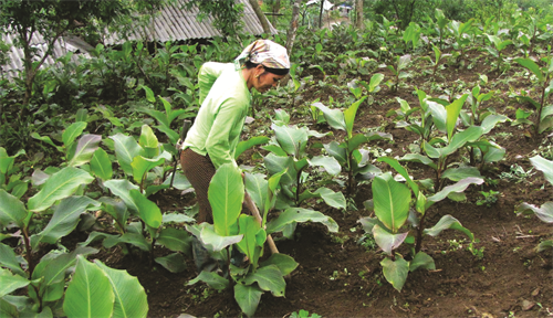 Chăm sóc dong riềng Chăm sóc dong riềng