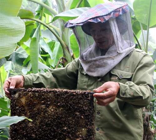 Nhiều hộ nuôi ong giỏi ở Cao Bằng thu nhập trên 100 triệu đồng mỗi năm Nhiều hộ nuôi ong giỏi ở Cao Bằng thu nhập trên 100 triệu đồng mỗi năm