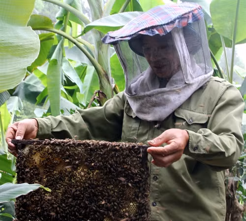 Nhiều hộ nuôi ong giỏi ở Cao Bằng thu nhập trên 100 triệu đồng mỗi năm