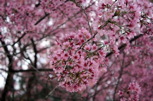 Mai anh đào hút khách du lịch lên phố núi Đà Lạt ảnh 4