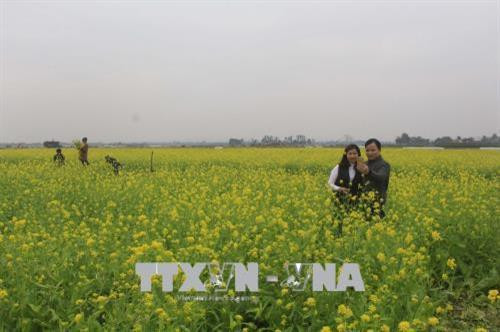Cánh đồng hoa cải thu hút khách. Ảnh: Khiếu Thị Tư – TTXVN Cánh đồng hoa cải thu hút khách. Ảnh: Khiếu Thị Tư – TTXVN
