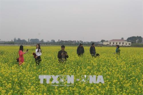 Cánh đồng hoa cải thu hút khách. Ảnh: Khiếu Thị Tư – TTXVN Cánh đồng hoa cải thu hút khách. Ảnh: Khiếu Thị Tư – TTXVN