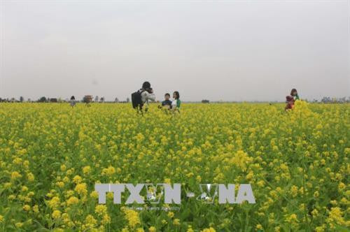 Cánh đồng hoa cải thu hút khách. Ảnh: Khiếu Thị Tư – TTXVN Cánh đồng hoa cải thu hút khách. Ảnh: Khiếu Thị Tư – TTXVN