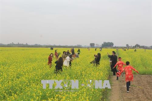 Cánh đồng hoa cải thu hút khách. Ảnh: Khiếu Thị Tư – TTXVN Cánh đồng hoa cải thu hút khách. Ảnh: Khiếu Thị Tư – TTXVN