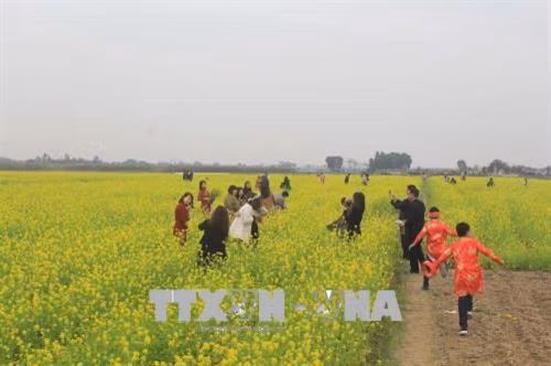 Cánh đồng hoa cải thu hút khách. Ảnh: Khiếu Thị Tư – TTXVN