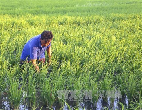 Các địa phương vùng trồng lúa tỉnh Bạc Liêu đang tiếp tục vận động nông dân tham gia canh tác theo mô hình cánh đồng mẫu lớn để có điều kiện hưởng lợi và đưa khoa học kỹ thuật vào sản xuất. Tính đến tháng 8/2016, Bạc Liêu đã xây dựng được 40 cánh đồng mẫu lớn, với tổng diện tích hơn 5.500 ha tại 3 huyện Phước Long, Hồng Dân và Vĩnh Lợi. Trong ảnh: Nông dân huyện Vĩnh Lợi chăm sóc lúa sản xuất theo mô hình cánh đồng mẫu lớn. Ảnh: Huỳnh Sử- TTXVN Các địa phương vùng trồng lúa tỉnh Bạc Liêu đang tiếp tục vận động nông dân tham gia canh tác theo mô hình cánh đồng mẫu lớn để có điều kiện hưởng lợi và đưa khoa học kỹ thuật vào sản xuất. Tính đến tháng 8/2016, Bạc Liêu đã xây dựng được 40 cánh đồng mẫu lớn, với tổng diện tích hơn 5.500 ha tại 3 huyện Phước Long, Hồng Dân và Vĩnh Lợi. Trong ảnh: Nông dân huyện Vĩnh Lợi chăm sóc lúa sản xuất theo mô hình cánh đồng mẫu lớn. Ảnh: Huỳnh Sử- TTXVN