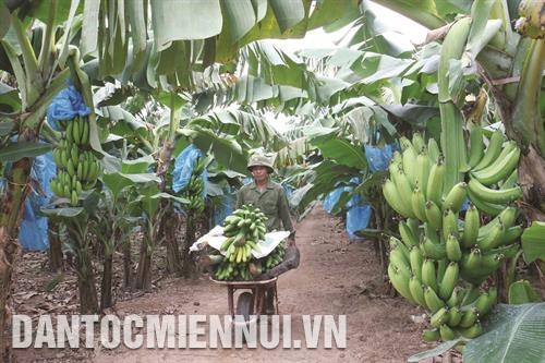 Chuối tiêu hồng tại xã Vân Nam, huyện Phúc Thọ cho hiệu quả kinh tế cao