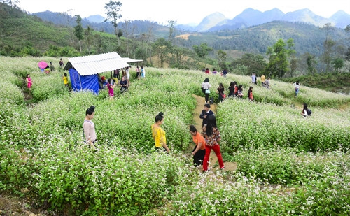 Đông đảo du khách tham quan vườn hoa tam giác mạch. Đông đảo du khách tham quan vườn hoa tam giác mạch.