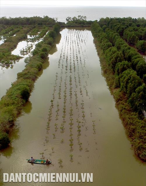 Hộ dân được giao khoán đất ở ấp Xẻo Lá A (Tân Thạnh, huyện An Minh, Kiên Giang) trồng rừng kết hợp nuôi thủy sản dưới tán rừng phòng hộ ven biển