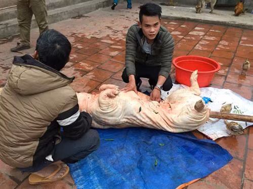 Lợn quay xứ Lạng – đặc sản ngon nức tiếng của núi rừng Đông Bắc ảnh 1